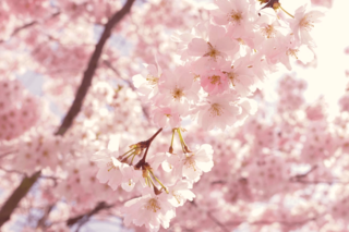 Cherry Blossom Flower Photography Cherry Blossom Flower Photography